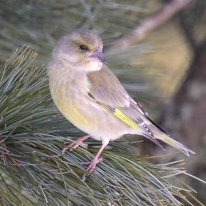 European Greenfinch