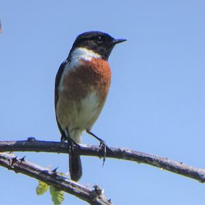 European stonechat