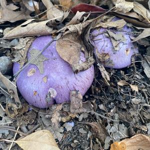 Wood Blewit