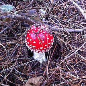 Fly Agaric