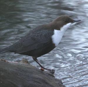 White-throated Dipper