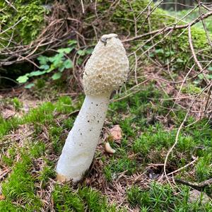 Stinkhorn, Common