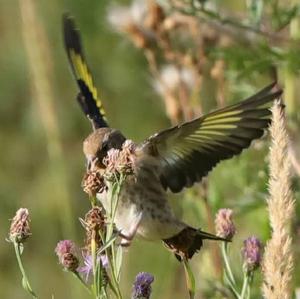 European Goldfinch