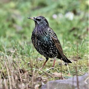 Common Starling