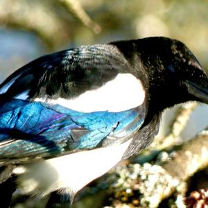 Black-billed Magpie