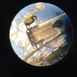 Great Tit