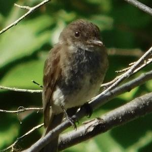 Eastern Phoebe