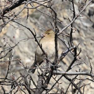 Eurasian Chaffinch