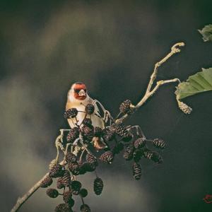 European Goldfinch