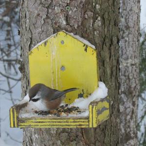 Boreal Chickadee