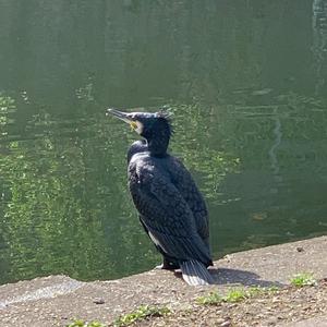 Great Cormorant