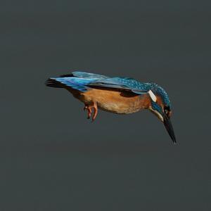 Common Kingfisher