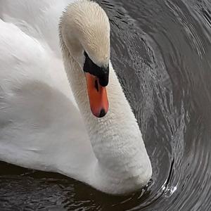 Mute Swan