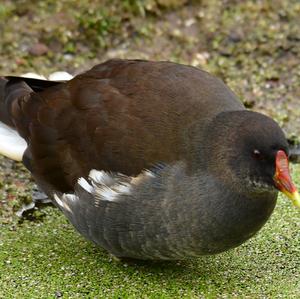 Common Moorhen