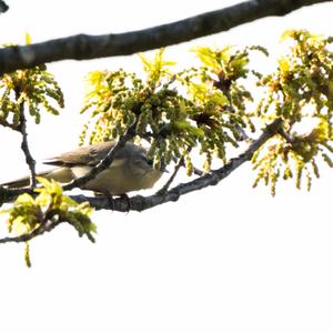 Willow Warbler