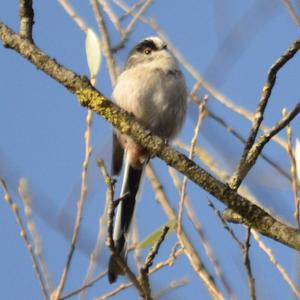 Long-tailed Tit