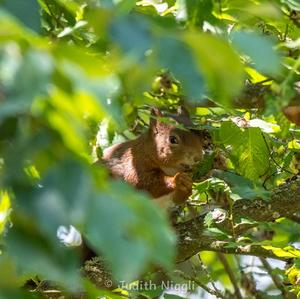 Eurasian Red Squirrel