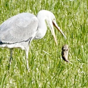 Grey Heron