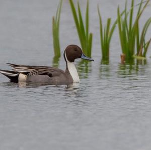 Northern Pintail