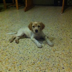 Unknown Breed