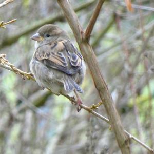 House Sparrow