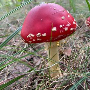 Fly Agaric