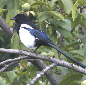 Black-billed Magpie