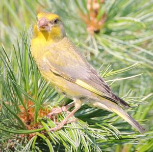 European Greenfinch