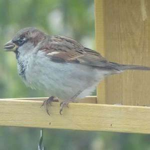 House Sparrow