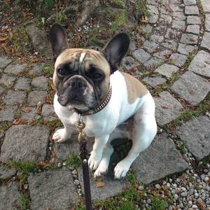 French Bulldog