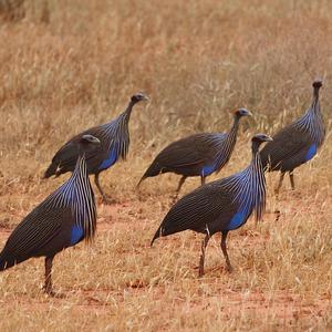 Vulturine Guineafowl