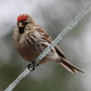 Common Redpoll