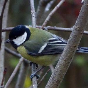 Great Tit