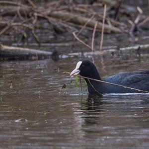 Common Coot