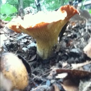 Chanterelle, Common