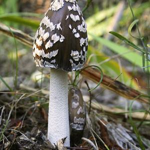 Magpie Ink-cap