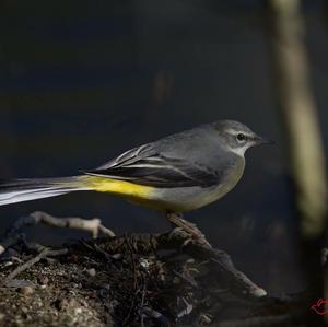 Grey Wagtail