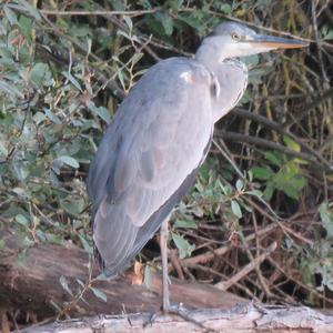 Grey Heron