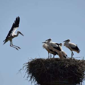 White Stork