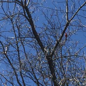 Northern Cardinal