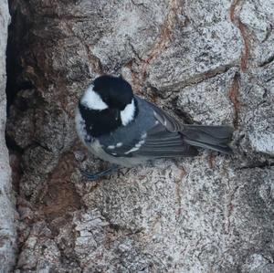 Coal Tit