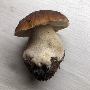 King Bolete