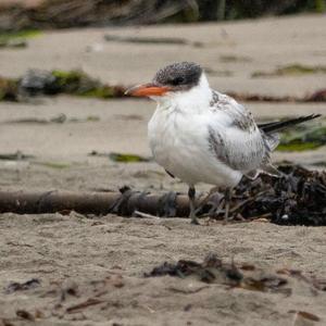 Caspian Tern