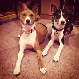 Basenji