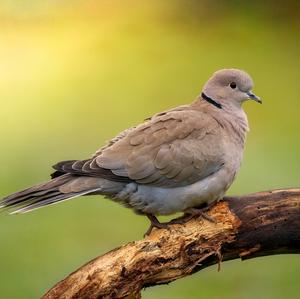 Eurasian Collared-dove