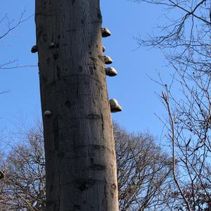 Tinder Polypore