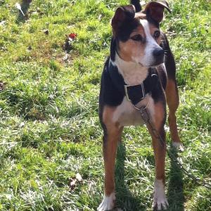 Unknown Breed