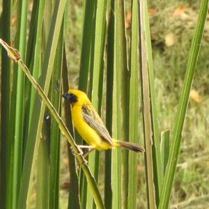 Asian Golden Weaver