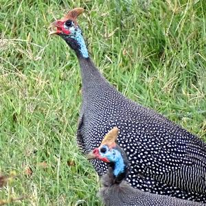 Helmeted Guineafowl