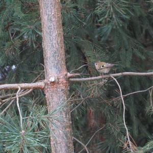 Goldcrest